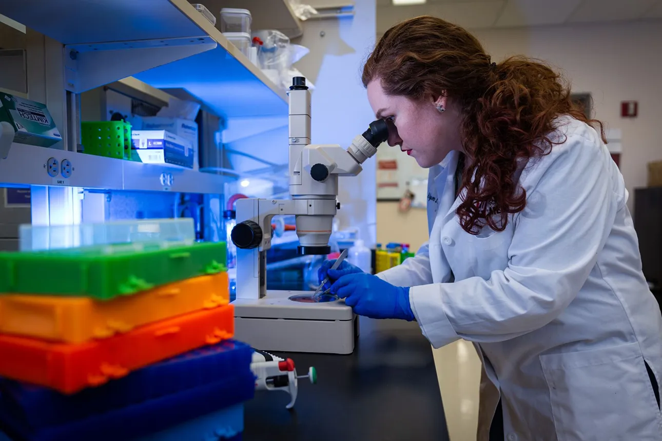 A female scientist wearing a white lab coat and blue gloves examines a sample through a microscope in a brightly lit laboratory. She is using tweezers while looking into the microscope, with colorful storage containers and lab equipment surrounding her workspace.
